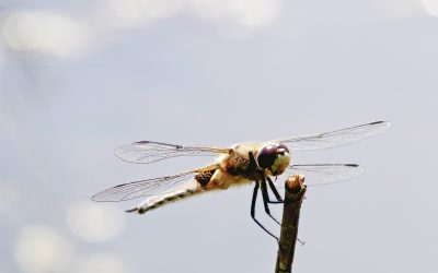 DragonFly What does this mean? LisaOnTheGo Blog