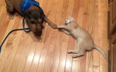 LISAonthego Gracie the Cat, Tucker the Dog