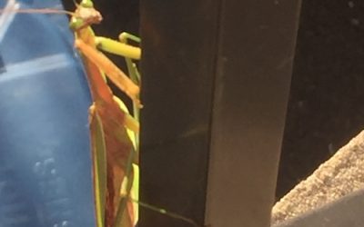 Praying Mantis in LISAonthego’s Path